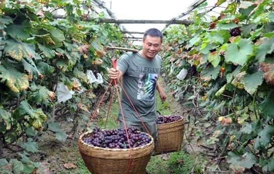 蓬莱政府为当地葡萄酒务工人们兴建丘山山谷工会