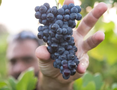 收获酿酒葡萄 影响采摘葡萄的因素是什么