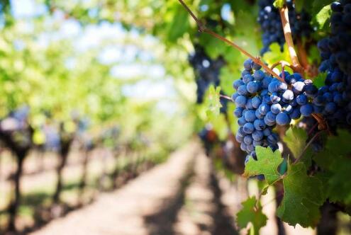 2018年法国葡萄酒产量同比增长27%