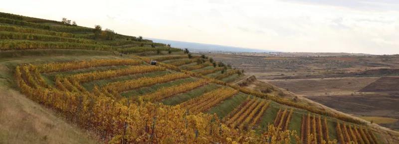 INTERWINE国家展团 | 罗马尼亚葡萄酒将首次亮相Interwine 11月9-11日秋季展