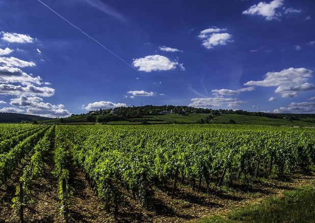世界十大葡萄酒产区有哪些？