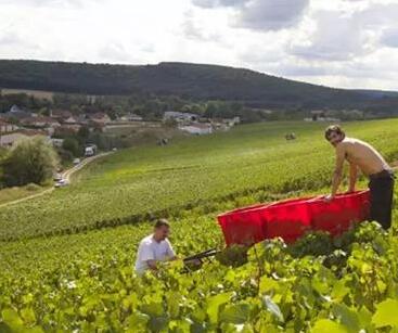 法国香槟区提前完成Ecophyto计划