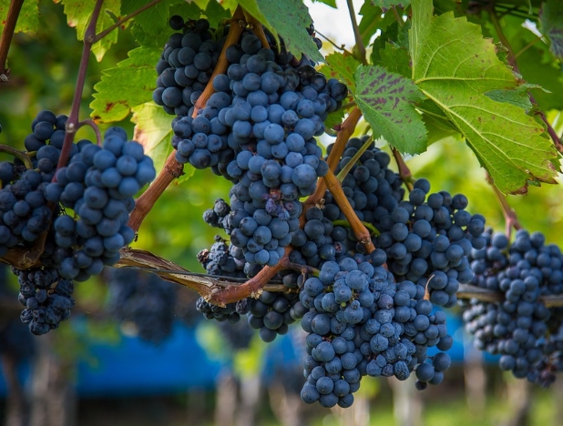 5个迹象表明葡萄已经准备好可以用来酿酒了
