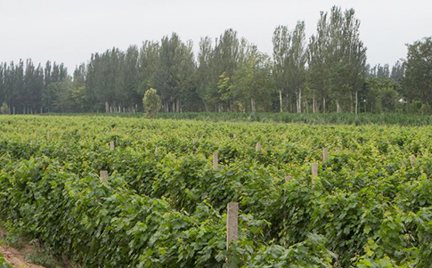 东麓缘酒庄（Chateau Dongluyuan）