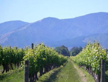 新西兰马尔堡葡萄酒行业缺乏劳动力人手