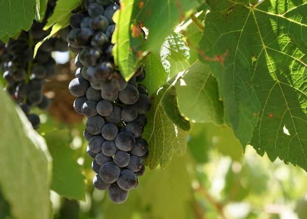 酿酒葡萄品种：仙粉黛和普里米蒂沃的起源