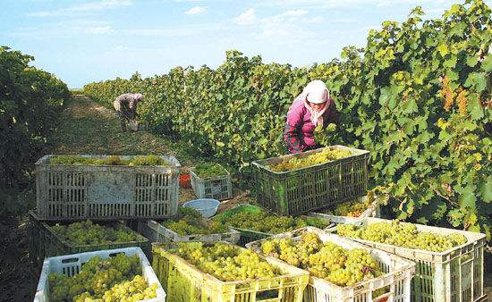 怀来县日前召开葡萄产业创一流设计规划汇报会