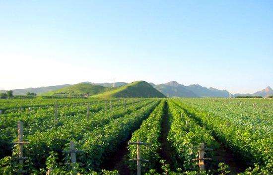 昌吉市大力发展葡萄酒产业