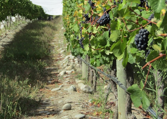 葡萄园的地理位置如何影响葡萄酒？