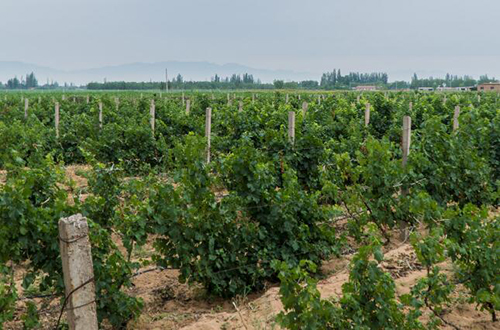 蓝鼎川塞酒庄（L.D Chuansai Vineyard）