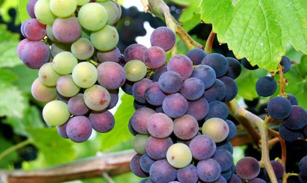 葡萄的生命周期：从种植到收获再到酿制
