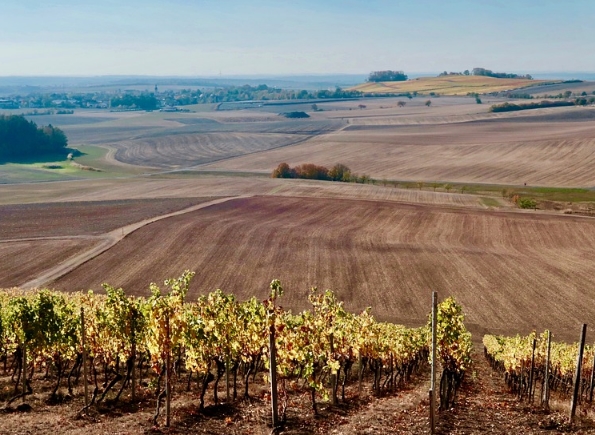 为什么劣质土壤可以酿造出优质的葡萄酒?