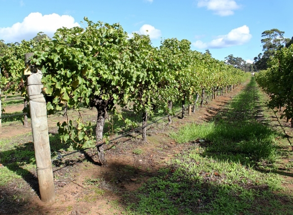 澳大利亚葡萄酒工业的有趣事实