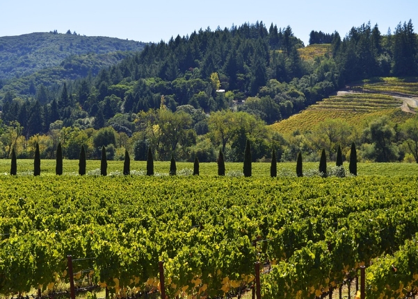 关于加州葡萄酒历史的5个鲜为人知的事实