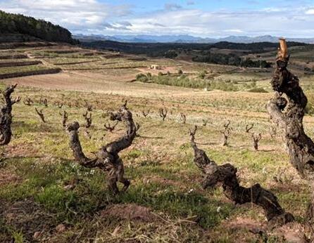 西班牙葡萄酒大师呼吁保护老藤葡萄园