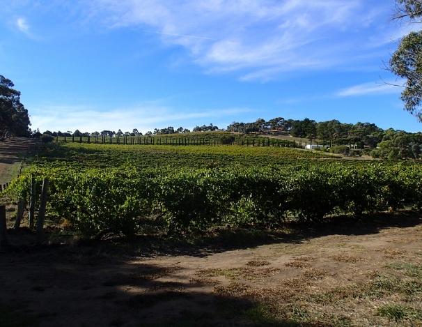 雅拉谷葡萄酒产区的历史
