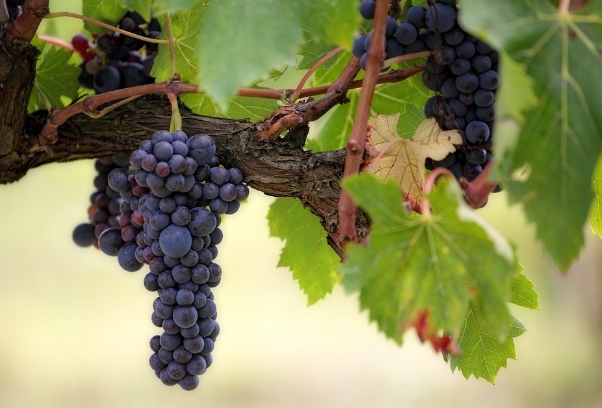 葡萄酒真相：俄勒冈黑皮诺背后的真实历史
