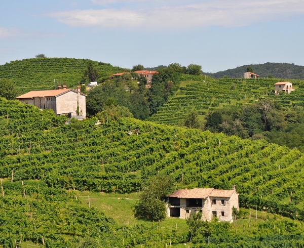 意大利葡萄酒产区：皮埃蒙特的葡萄酒