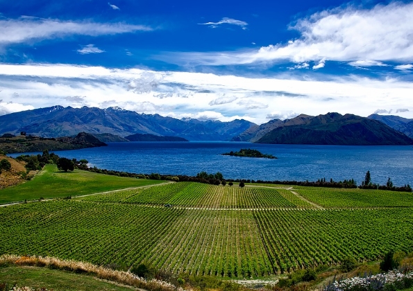 新西兰葡萄酒：两个最好的葡萄酒品种