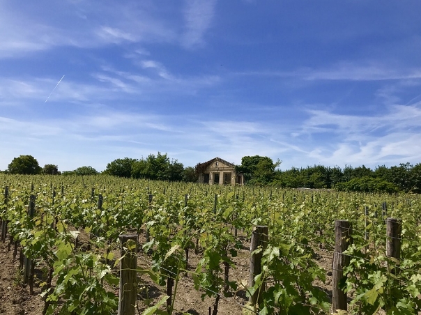法国葡萄酒历史文化和等级指南
