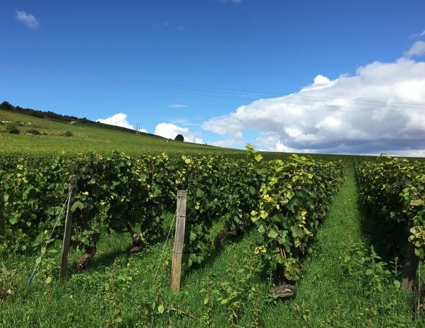 法国葡萄酒产区——汝拉产区指南