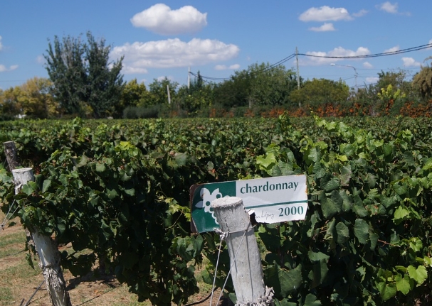 阿根廷葡萄酒行业的历史发展