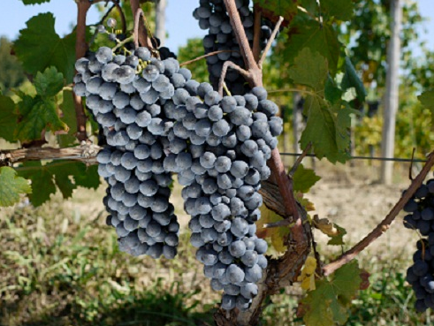 起死回生的意大利葡萄品种