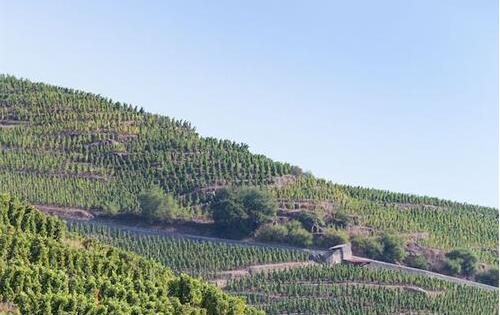 法国罗纳河谷葡萄酒产区2018年份是一个杰出年份