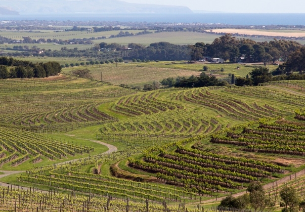 澳大利亚维多利亚的主要葡萄酒产区