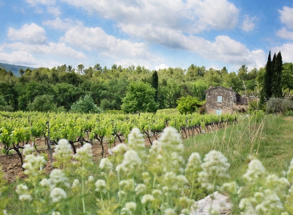 法国最被低估的葡萄酒产区