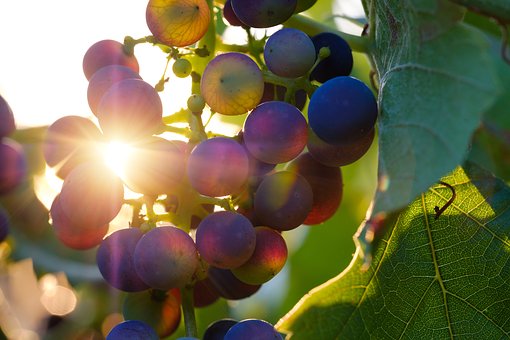 大家知道神奇珍贵的烂葡萄吗？