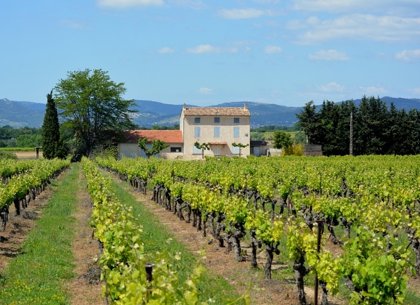 法国葡萄酒产区：萨瓦葡萄酒指南