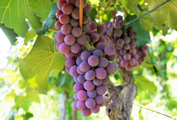 酿酒葡萄品种指南——佳美葡萄