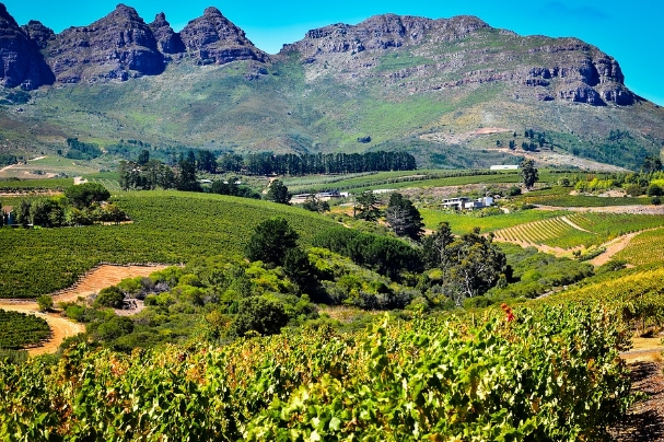 简短的南非葡萄酒产区指南