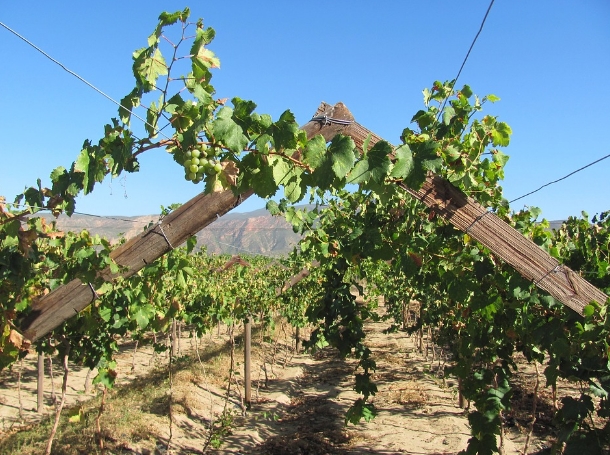 葡萄酒分级系统：南非葡萄酒栽培