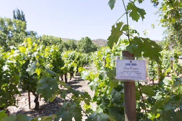 智利圣卡罗酒庄找到已遗失的葡萄品种