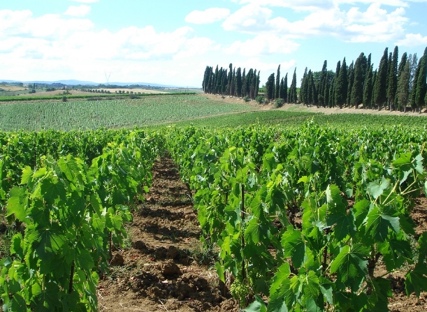 法国西南部的葡萄酒：令人兴奋和卓越的价值