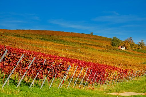 美国利哈伊山谷为什么会正式定为葡萄栽培区呢？