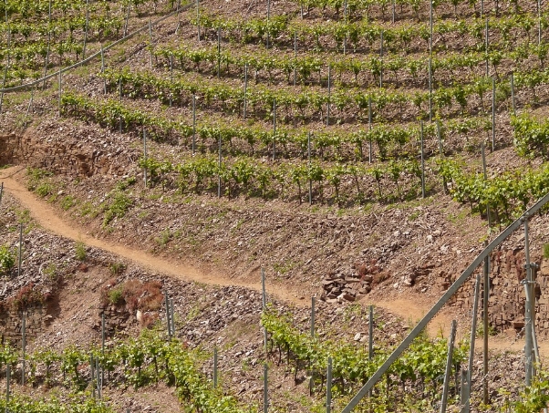 全球变暖怎样袭击葡萄酒庄园