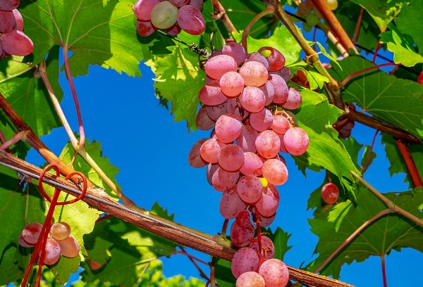 法国酿酒葡萄品种——琼瑶浆葡萄指南