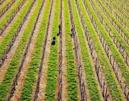 澳洲葡萄产量下降，当地葡萄酒行业受到影响