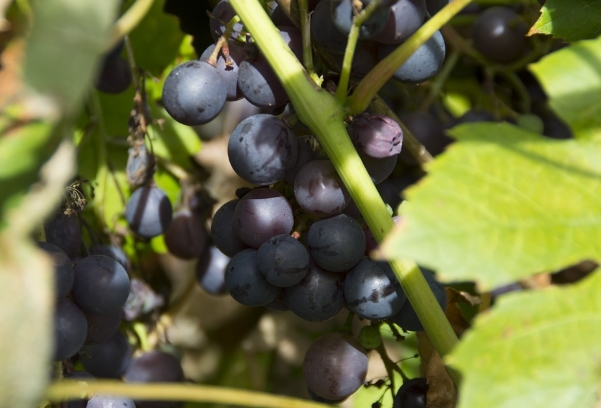3个欧洲葡萄酒产区出产高品质的黑比诺