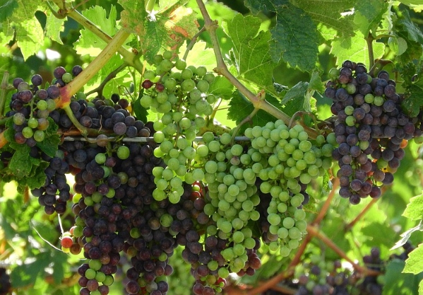 加州红葡萄酒和白葡萄酒葡萄指南