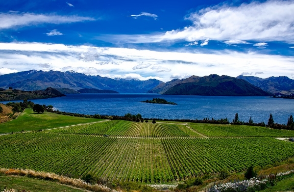 新西兰葡萄酒产区——Northland产区指南