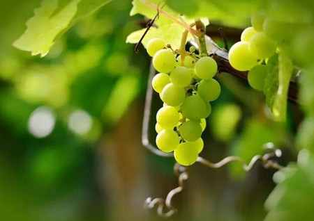 西班牙鲜食葡萄正式进入中国市场