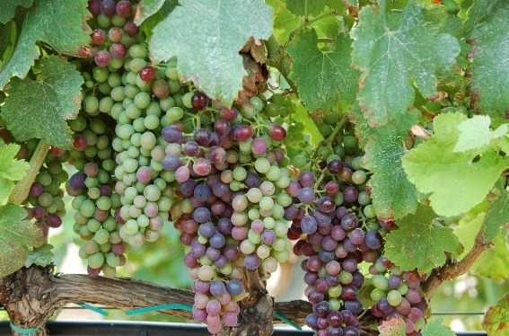 西班牙葡萄酒产区——索蒙塔诺