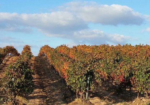 西班牙葡萄酒产区——托罗Toro