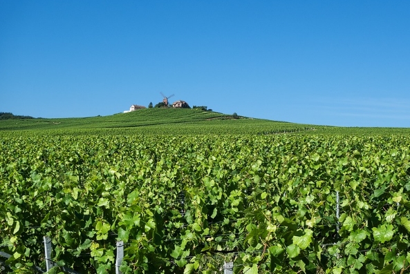 法国葡萄酒产区指南——香槟产区