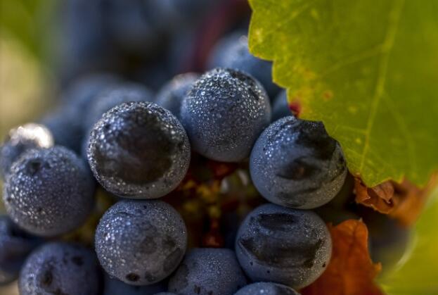 波尔多法定产区的完美体现-特级酒庄葡萄酒为其中巅峰之作