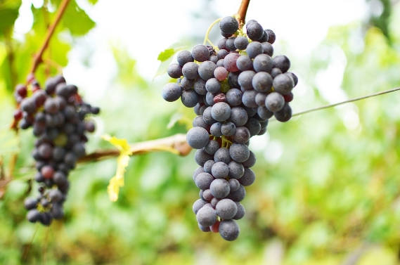 西拉葡萄酒的来源和特点